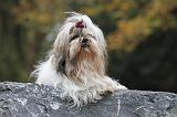 SHIH TZU 161